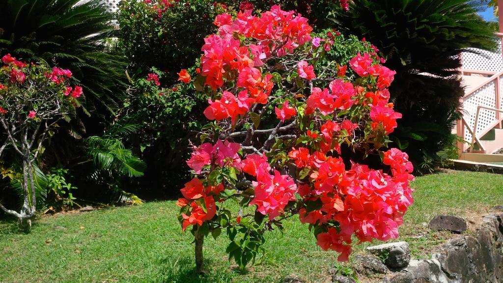 Bougainvillea Apartments St. George's Buitenkant foto